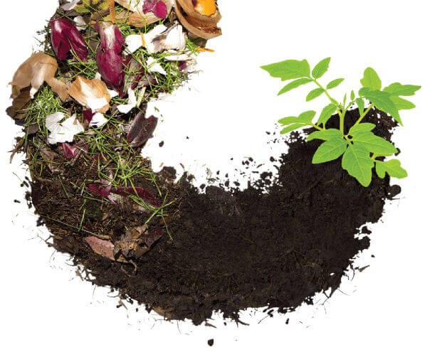 food-scraps-to-compost-graphic